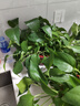 京东绿植绿萝盆栽除甲醛花卉绿植办公室新房净化空气160加高4盆装源头直 实拍图