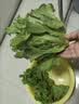 新鲜生菜生吃即食意大利生菜新鲜生菜沙拉蔬菜生菜火锅烤肉涮菜 带箱5斤（净重 4.6斤）新鲜意大利生菜 实拍图