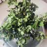 花翁栀子花盆栽四季开花卉大全树苗室内绿植好养易活茉莉花源头直发 实拍图