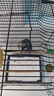 开元鹦鹉奶粉 260g/袋+喂养工具套装 鸟粮营养乳粉雏鸟鹦鹉幼鸟食 实拍图