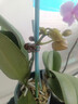 年宵花春节蝴蝶兰盆栽绿植花卉年货装饰过年四季开花大苗好养易活 光芒---【包开花】送营养液2包 带1支花剑 实拍图