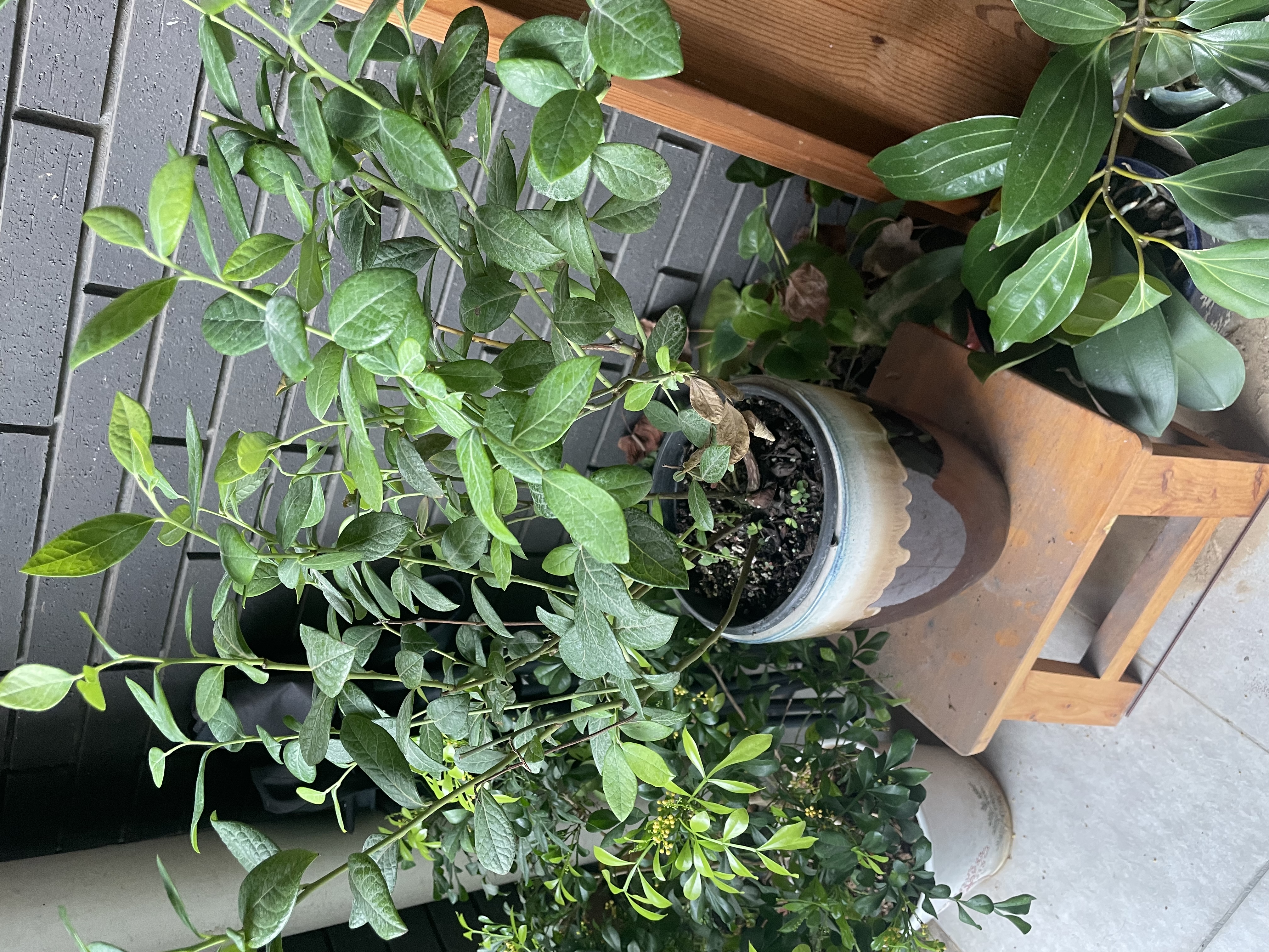 海蒂的花园蓝莓树果苗盆栽果树南方北方蓝莓幼苗发货阳台庭院地栽苗源头直发 实拍图