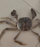 【活蟹】湖中秋色六月黄鲜活大闸蟹螃蟹现货2.5-2.8两8只去绳足重生鲜礼盒 源头直发 实拍图