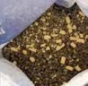 网易严选全价猫粮4.0 宠物主粮成幼猫高蛋白禽肉 鸡鸭禽肉味50g*2 试吃 实拍图