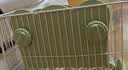 洁西 兔子草架 可悬挂内外两用防卡草架豚鼠龙猫 面包草架 颜色随机 实拍图