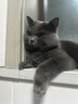 麦富迪猫粮 barf霸弗天然猫粮冻干生骨肉高蛋白成猫粮养胃增肌牛肉5.4kg 实拍图