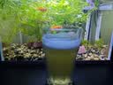 青海湖高原青稞啤酒小麦白啤酒 500ml*12整箱装 实拍图