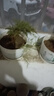 文竹盆栽绿植花卉盆景植物室内客厅水培文松云竹文竹大苗四季常青 小文竹【2棵更实惠】原土球发货 高度15-25cm 实拍图