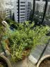 花翁重瓣太阳花苗宿根多年生枝条混色植物盆栽绿植花卉耐晒源头直发 实拍图