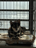 憨憨宠 狗笼猫笼 狗笼子小型犬带厕所幼犬折叠便携猫笼子宠物笼具兔笼 白色加粗狗丝笼 70*50*60cm【建议25斤内】 实拍图