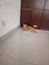 顽皮（Wanpy）顽皮经典全价主食猫罐吞拿鱼虾仁配方85g成猫零食黑金罐试吃 实拍图