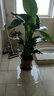 正想北欧大型仿真绿植盆栽摆件客厅阳台假植物盆景办公室前台假树摆设 琴叶榕 1.8米 实拍图