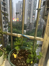 绿园匠花卉爬藤架植物防倒伏支撑杆玻纤固定盆栽护花叶花支架48厘米10支 实拍图