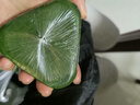 故事树淘米水草本养发皂洗头发皂水手工香皂去屑止痒控油持久蓬松清爽 实拍图