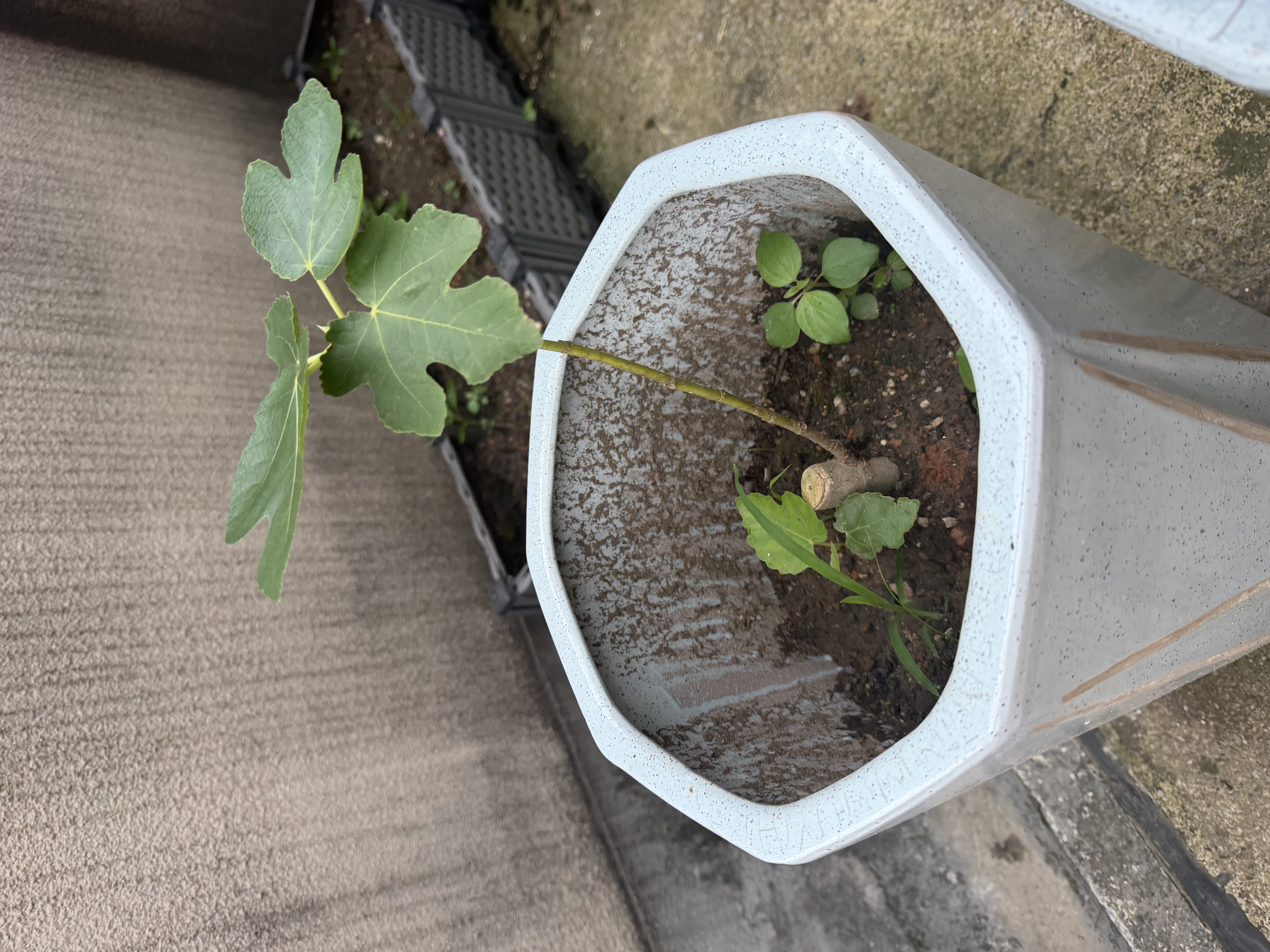 【原盆原土】波姬红无花果树苗盆栽带果特大果耐寒南北方种植地栽 1cm-1.5cm 粗 25-35cm高原盆原土 大果波姬红1盆带叶当年挂果 实拍图