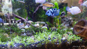 尼特利（NETLEA）水草泥鱼缸净水营养土水族养鱼水藻泥免水洗种植土草缸底砂 二代-自然粒 9L 实拍图
