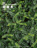 叹为观止大型盆栽金钱榕百合竹金钱树发财树清香木办公室内落地款中型植物 胡椒清香木【40-50厘米】 含盆 实拍图