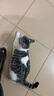 城市理享云朵轻轻无香低敏纯木薯猫砂2.5kg*4 强除臭0香精0甲醛瞬间结团 实拍图
