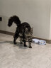 pidan猫砂 纯豆腐猫砂2.4kg*4包强力吸臭不易带出 可冲厕所非膨润土砂 实拍图