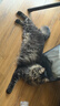 伟嘉猫粮成猫夹心粮 全价粮吞拿鱼1.3kg布偶蓝猫橘猫加菲英短猫咪 实拍图