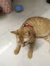 PETSTAR猫咪牵引绳 工字背心胸背带防挣脱外出可调节遛猫绳子 实拍图