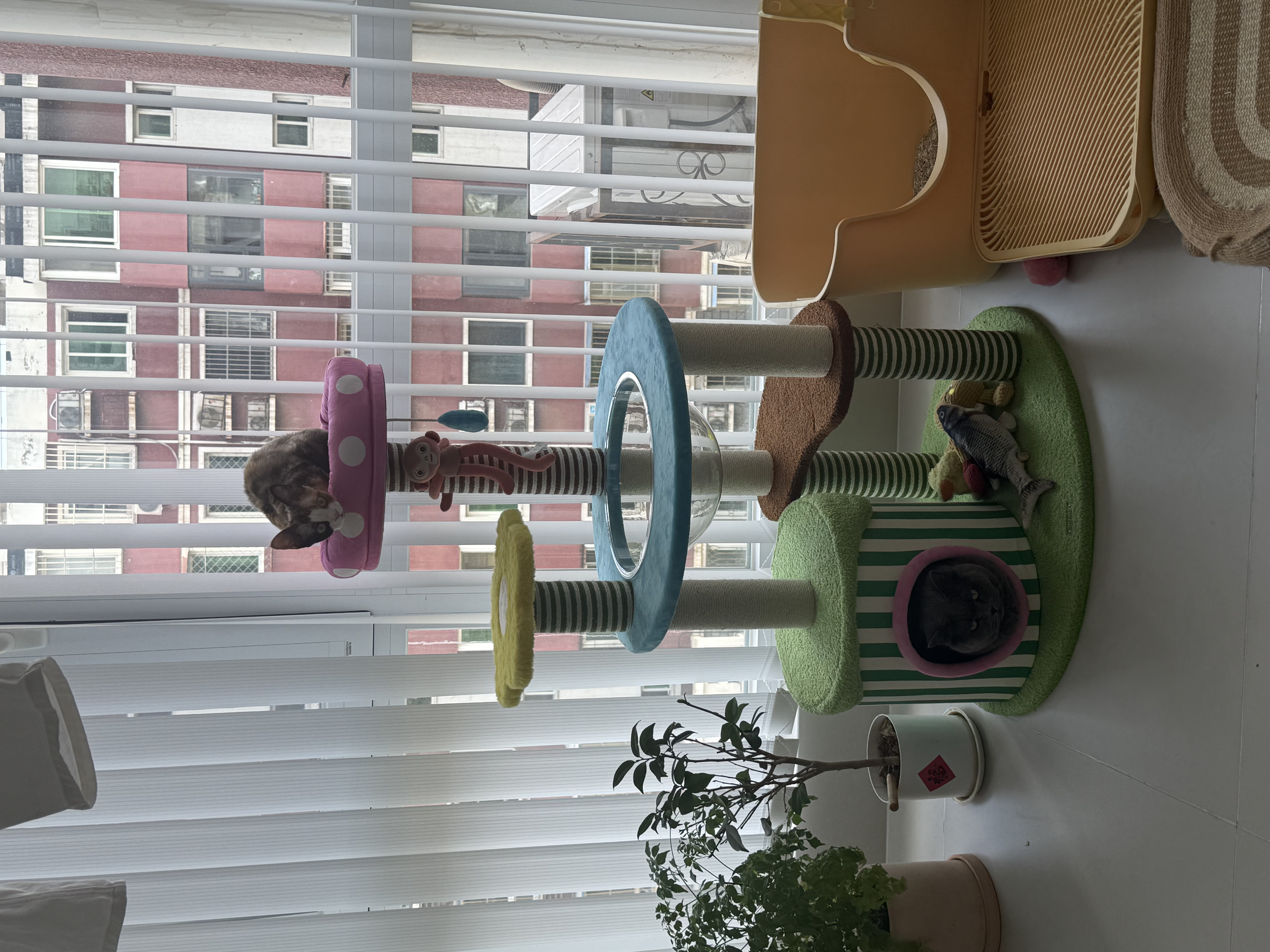ZEZE花开游乐园猫爬架猫窝抓柱一体不占地跳台观景台大猫多猫可用 缤纷花园爬架 66*55*110cm 通用 实拍图