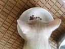 LEGENDSANDY蓝氏全价猫粮生鲜高能系列成猫幼猫 试用 试吃 猎鸟乳鸽 50g*5 实拍图