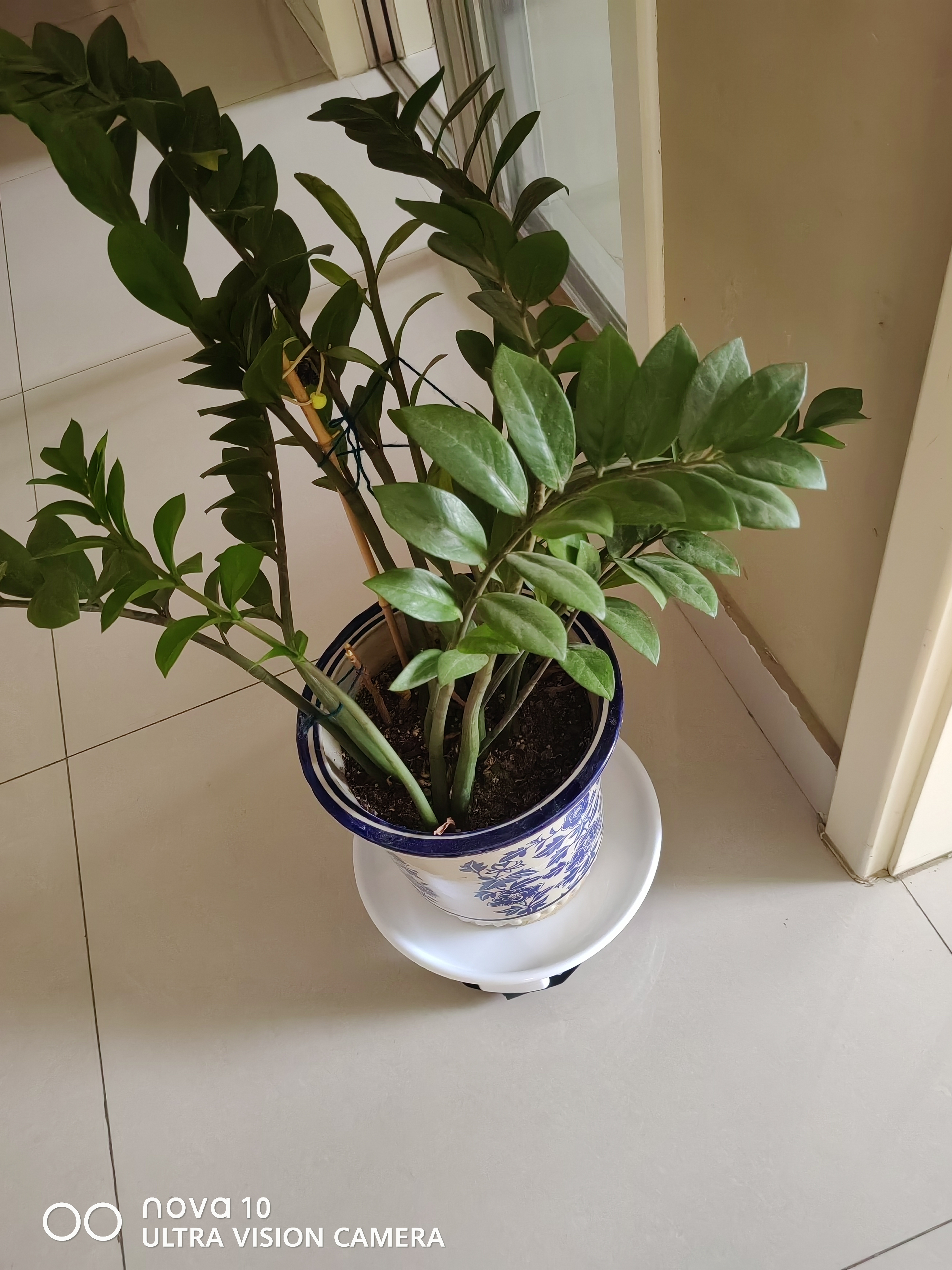 九千谷可移动花盆托盘带滑轮底座圆形植物接水盘3#白色内径26.5cm 9195 实拍图