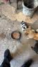睿福祥土狗狗粮幼犬成犬通用型10斤装中华田园犬幼犬成犬通用型营养鲜粮 5斤装/经典牛肉味 0lb 实拍图