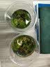 土豆屋儿童拖鞋中大童小孩室内外防滑软底凉拖鞋 熊猫绿色220码 实拍图