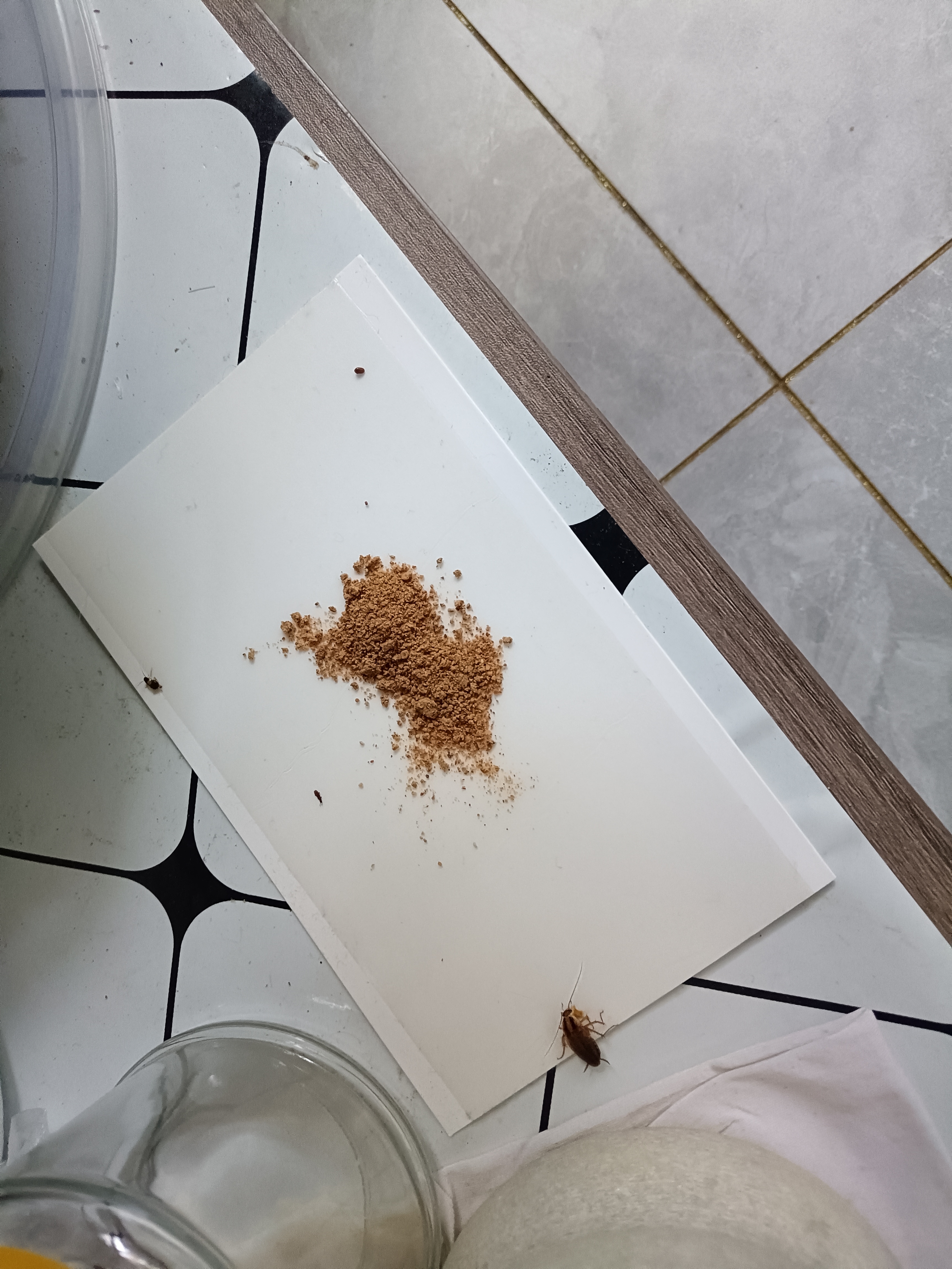 绿叶蟑螂粘板捕捉蟑螂器蟑螂贴粘板纸家用灭蟑螂 20片一盒装 实拍图