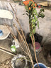 广西无籽砂糖橘子树苗南北方种植家庭庭院沙糖桔果树带土盆栽 【带土带叶】3年精选苗（当年结果） 81cm(含)-110cm(含) 实拍图