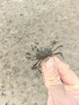 森森（SUNSUN）耀蓝鱼缸水泵小型潜水泵过滤泵抽水泵YQP-300 3W 实拍图