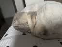 腆宠  宠物航空箱小号 猫咪航空箱猫狗 猫包猫笼外出车载猫箱狗狗托运 实拍图