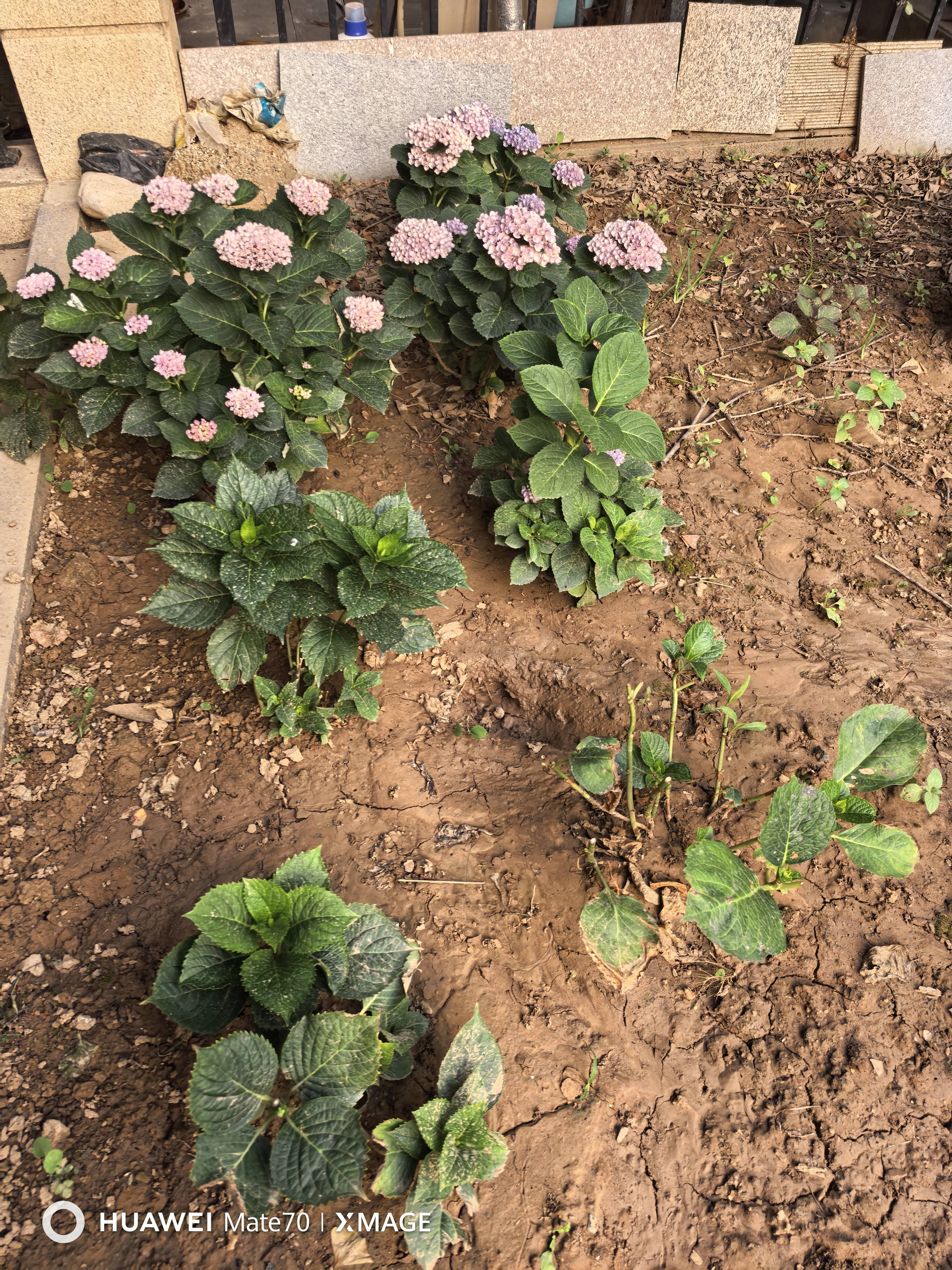 绣球花苗无尽夏带花苞四季开花绣球花盆栽庭院好养花卉植物室内花 烈焰【大花绣球-可调色】 精品大苗【花期带花苞】原盆宽18cm高45cm 实拍图