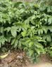 尔澜60-70cm砂糖橘树苗橘子苗沙糖桔树苗果树苗露天阳台种植源头直发 实拍图