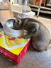 汪野君养猫新手套装猫砂盆铲喂食喂水器绒布猫窝猫砂用品组合基础四件套 实拍图