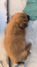 荣郁中华田园犬黑犬黄狗白狗虎斑四眼铁包金土狗幼犬活体 田园级 黄狗 公 实拍图