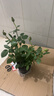 果汁阳台月季花苗四季开花卉盆栽绿植物室内花易活玫瑰带花苞庭院 艾莎【大花浓香，月月开分枝多】 【带花苞】【盆口径15cm】原盆冠25高35 实拍图