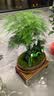 瀚林怡景（HANLINYIJING）文竹盆栽山水盆景植物室内客厅桌面办公室绿植花卉云竹四季常青 文竹-大盆-树脂假山-木座 实拍图