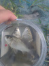 龙王恨鱼饵蓝鲫X5腥香综合通杀钓鱼饵料湖库黑坑野钓鲫鲤草青鳊鱼食鱼饵 实拍图