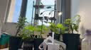 三思植物补光灯仿太阳全光谱 全光谱植物灯 盆栽花卉-40W四头分区补光 实拍图