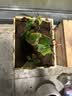 漫生活通用营养土18L养花种菜土园艺种植土花土有机土肥料盆栽绿植土壤 实拍图