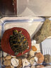 阔庭（KUOTING）乌龟缸生态缸宠物饲养箱透明爬宠专用蓝色款 实拍图