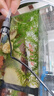 森森（SUNSUN）鱼缸过滤器循环水泵三合一抽水泵水族箱过滤制氧 底吸吸便】6W 增氧流量可调 适合0.6m以下缸 实拍图