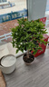 叹为观止大型盆栽金钱榕百合竹金钱树发财树清香木办公室内落地款中型植物 四季桂花1.1-1.2米6cm粗【聚宝】 含盆 实拍图