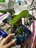 森森（SUNSUN）超白鱼缸过滤制氧一体机自循环客厅水族箱桌面懒人小型玻璃 超白玻璃 250真水榕（贈豪华滤材+棉） 实拍图
