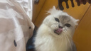 皇家猫粮 挑嘴成猫猫粮 高适口性 EF38 通用粮 12月以上 2KG 实拍图