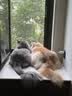 来旺兄弟（L&W BROS.）宠物湿巾猫咪狗狗擦眼擦泪痕去味擦脚全身清洁湿纸巾6包 实拍图