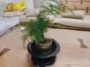 文竹盆栽绿植花卉盆景植物室内客厅水培文松云竹文竹大苗四季常青 小文竹【2棵更实惠】原土球发货 高度15-25cm 实拍图